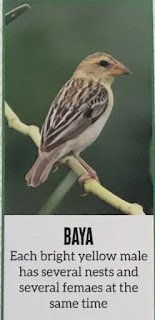 Baya Bird