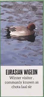 Eurasian Wigeon
